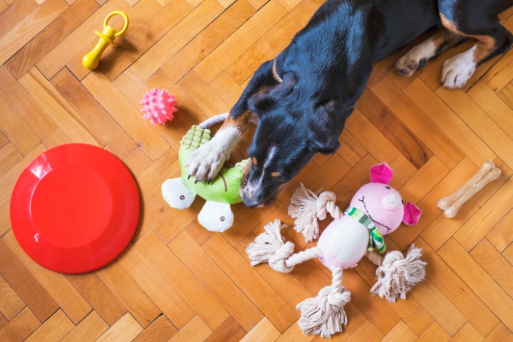 15 Best Dog Toys for Shih Tzu in 2023 – Top Dog Tips