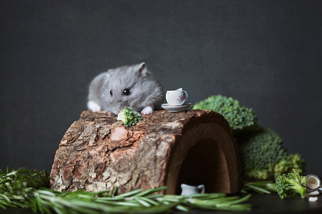 Hamster Care 101: Complete Guide for First-Time Owners