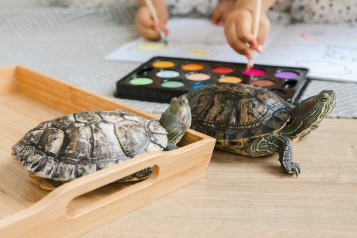 Turtle and Tortoise Care: Species-Specific Requirements